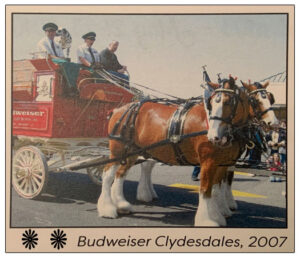 Clydesdale Horses