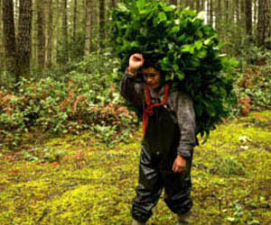 Brush Picking for a Living