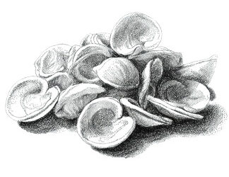 An Appetite for Clams
