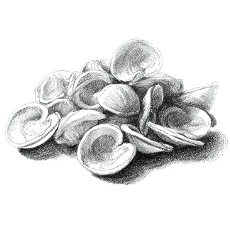 An Appetite for Clams